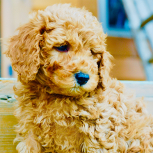 Goldendoodle Puppy Atticus
