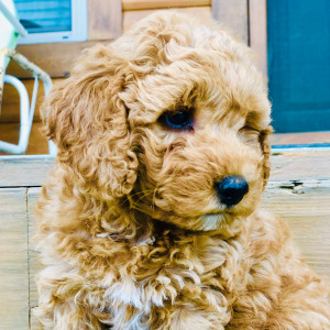 Goldendoodle Puppy Atticus