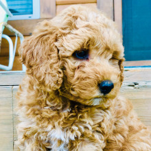 Goldendoodle Puppy Atticus