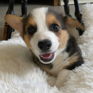 Pembroke Welsh Corgi Puppy Buster