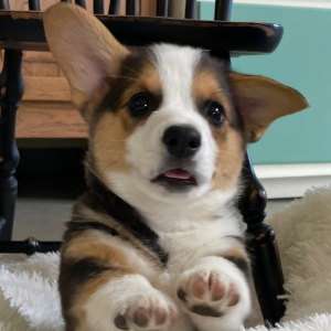 Pembroke Welsh Corgi Puppy Buster