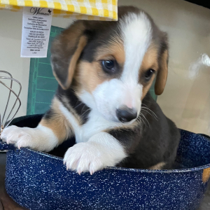 Pembroke Welsh Corgi Puppy Buster
