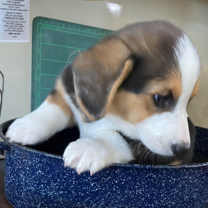 Pembroke Welsh Corgi Puppy Buster