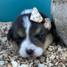 Pembroke Welsh Corgi Puppy Sue Ellen