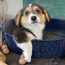 Pembroke Welsh Corgi Puppy Sue Ellen
