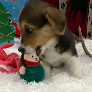 Pembroke Welsh Corgi Puppy Sue Ellen