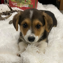Pembroke Welsh Corgi Puppy Sue Ellen