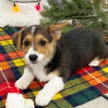 Pembroke Welsh Corgi Puppy Sue Ellen