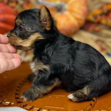 Yorkshire Terrier Puppy Deacon