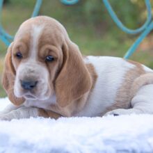 Basset Hound Puppy SweetPea