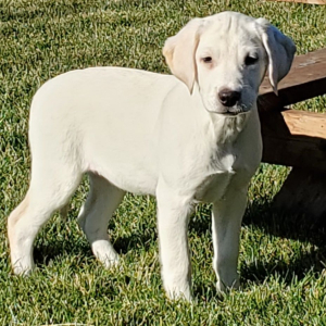 Labrador Retriever Puppy Aubrey