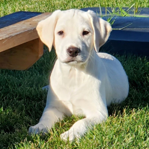 Labrador Retriever Puppy Aubrey
