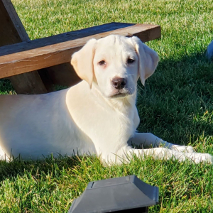 Labrador Retriever Puppy Aubrey