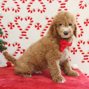 Goldendoodle Puppy Bradley