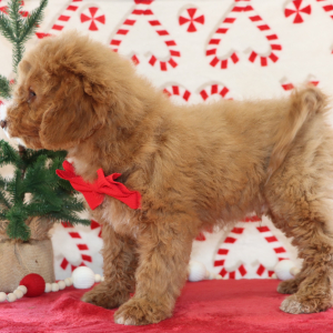 Goldendoodle Puppy Bradley