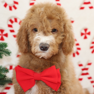 Goldendoodle Puppy Bradley
