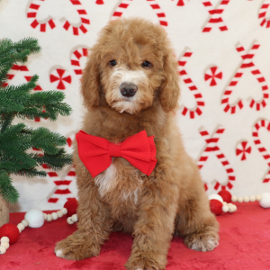 Goldendoodle Puppy Bradley