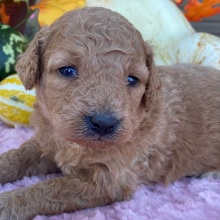 Labradoodle Puppy Buffy