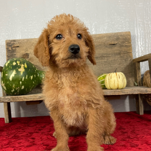 Labradoodle Puppy Buffy