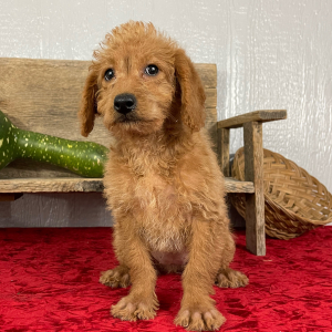 Labradoodle Puppy Buffy