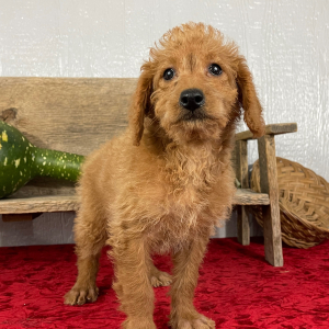 Labradoodle Puppy Buffy