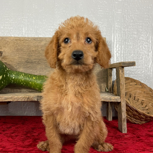 Labradoodle Puppy Buffy