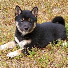 Shiba Inu Puppy Dory