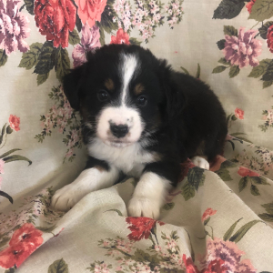 Australian Shepherd Puppy Tandra