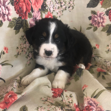 Australian Shepherd Puppy Tandra