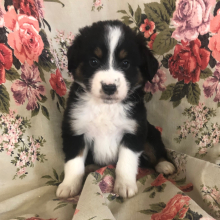 Australian Shepherd Puppy Tandra