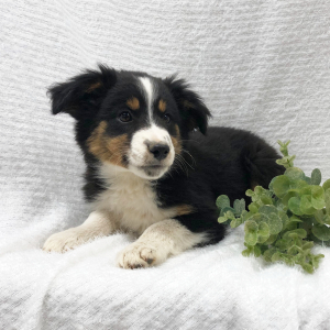 Australian Shepherd Puppy Tandra