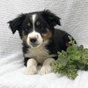 Australian Shepherd Puppy Tandra