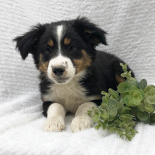 Australian Shepherd Puppy Tandra