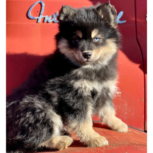Pomsky Puppy Logan