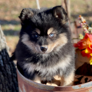 Pomsky Puppy Logan
