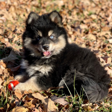 Pomsky Puppy Logan