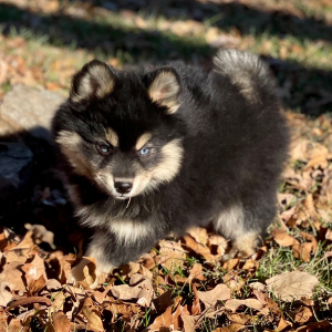 Pomsky Puppy Logan