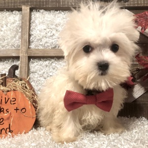Maltese Puppy Sammy