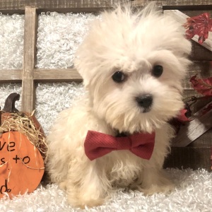 Maltese Puppy Sammy