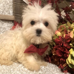 Maltese Puppy Sammy