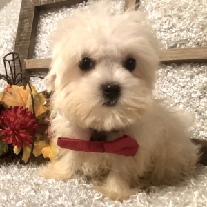 Maltese Puppy Sammy