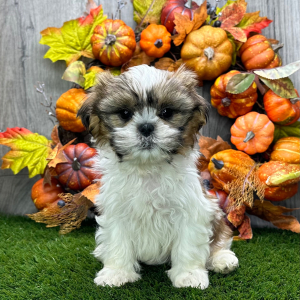 Shih Tzu Puppy Samson