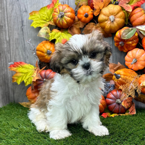 Shih Tzu Puppy Samson