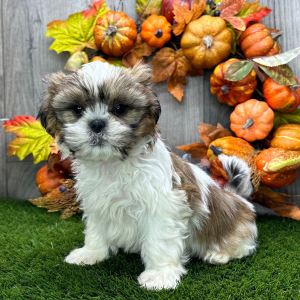 Shih Tzu Puppy Samson