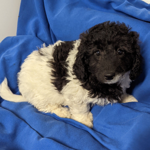 Labradoodle Puppy Daisy Mae