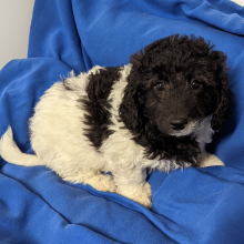 Labradoodle Puppy Daisy Mae