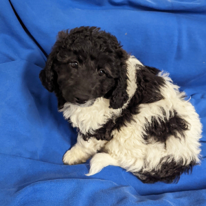 Labradoodle Puppy Daisy Mae
