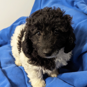 Labradoodle Puppy Daisy Mae