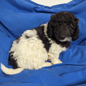 Labradoodle Puppy Daisy Mae
