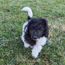 Labradoodle Puppy Daisy Mae